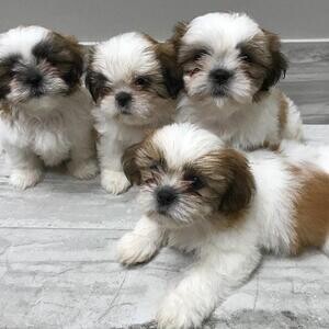 Pure Breed Type Shih Tzu | PostAds PH