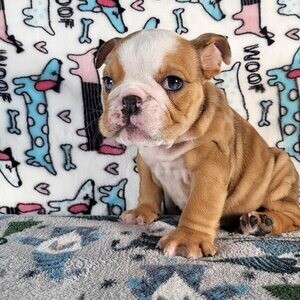 English Bulldogs puppies | PostAds PH
