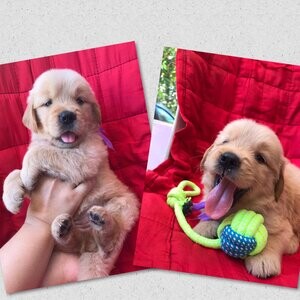 Golden Retriever | PostAds PH