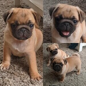 Adorable pugs for sale!! | PostAds PH
