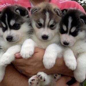 Quality import line Siberian husky | PostAds PH