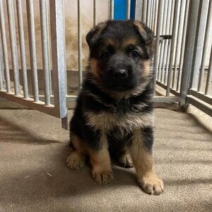 German Shepherd (M)-(F) | PostAds PH