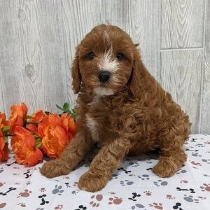 Cavapoo puppies | PostAds PH