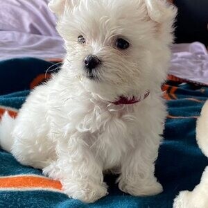 Maltese puppies | PostAds PH