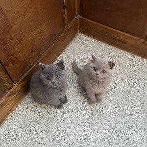 adopt british shorthairs +63 968 748 7514 viber | PostAds PH