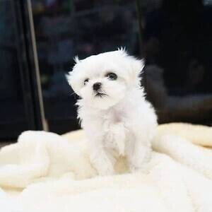 Cute Teacup Maltese puppies | PostAds PH