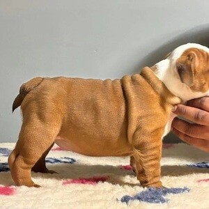 I have an exceptional litter of English bulldog puppies Boy & Girl | PostAds PH