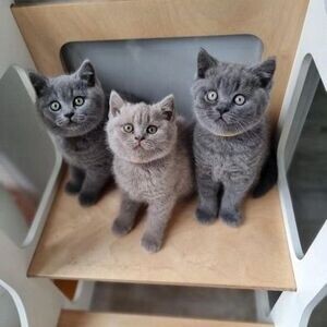 pure shorthair cats | PostAds PH
