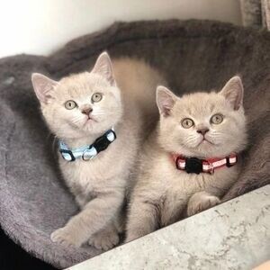 happy british shorthair kittens | PostAds PH