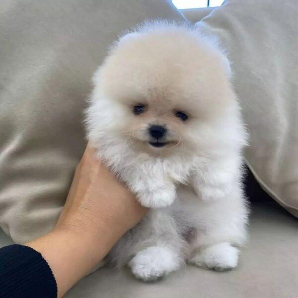 Teacup Pomeranian puppies for sale Philippines 09457024296 PostAds.ph