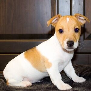 Five cute Jack Russell Terriers | PostAds PH