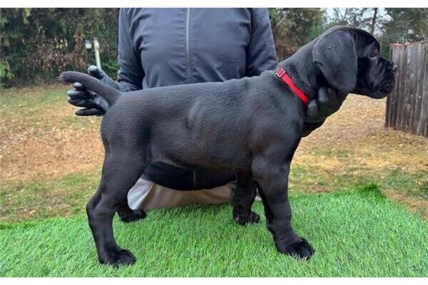 Cane Corso Mastiff puppy 1 boy 1 girl available