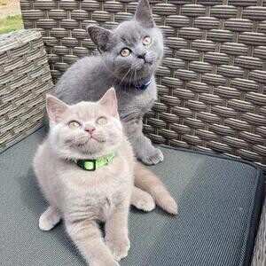 active male and female kittens for adoption | PostAds PH
