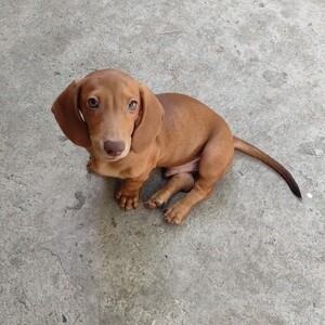 Male mini dachshund | PostAds PH