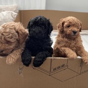 Toy poodle puppy | PostAds PH