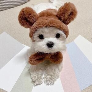 Pure Maltese pups | PostAds PH