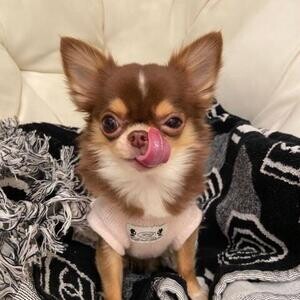Purebreed chihuahua | PostAds PH