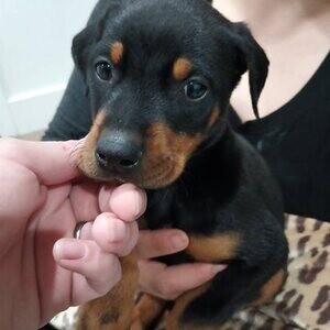 Pure Dobermann Pinscher | PostAds PH