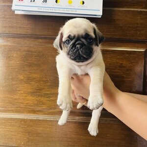 Quality Pug Puppies | PostAds PH