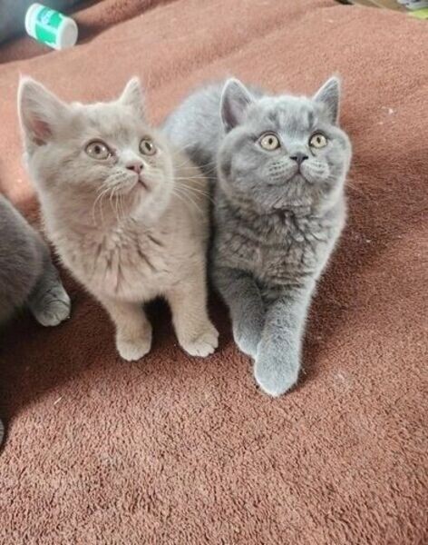 adopt pure shorthair cats