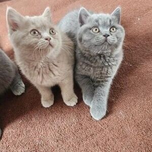 adopt pure shorthair cats | PostAds PH