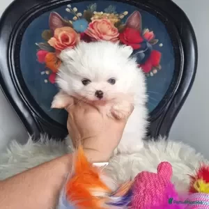 KC Registered Pomeranian | PostAds PH