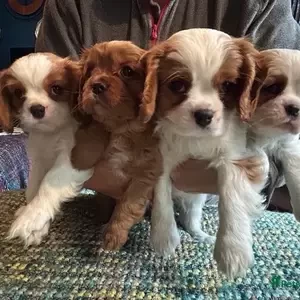 KC Pedigree cavalier King Charles | PostAds PH