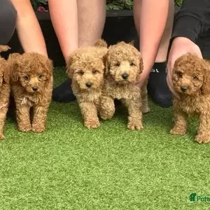 Miniature Poodles | PostAds PH