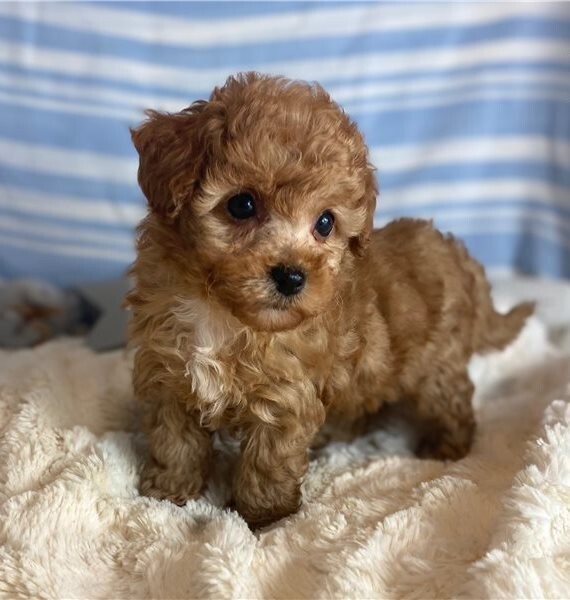 Maltipoo Puppies Toilet Trained