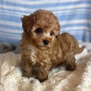 Maltipoo Puppies Toilet Trained | PostAds PH