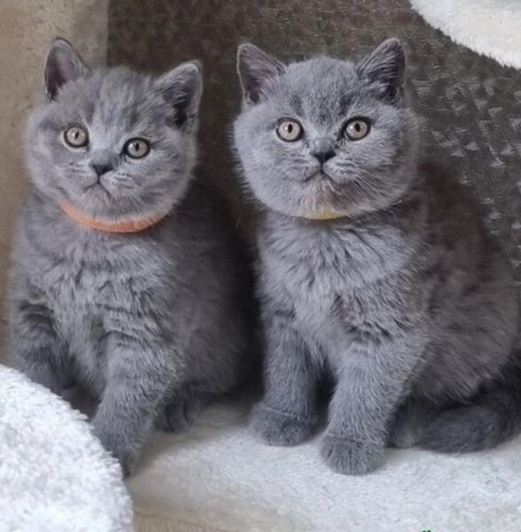 adopt lovely shorthairs viber +63 968 748 7514