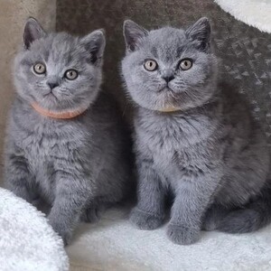 adopt lovely shorthairs viber +63 968 748 7514 | PostAds PH