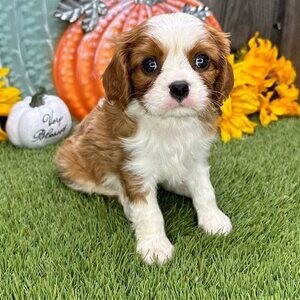 KC cavalier King Charles READY NOW | PostAds PH