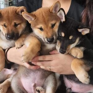 Shiba Inu purebred champion stock | PostAds PH