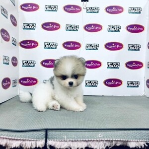 White pomeranian | PostAds PH