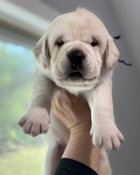 Labrador retriever puppies