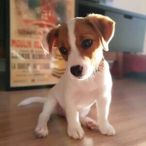 Jack Russel Terrier puppies | PostAds PH