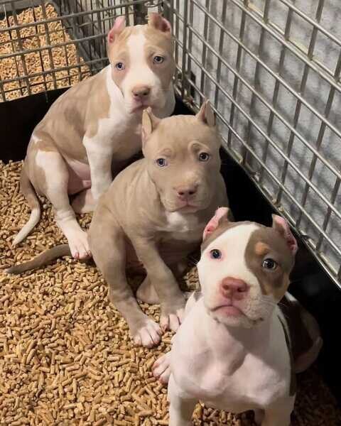 Pitbull puppies