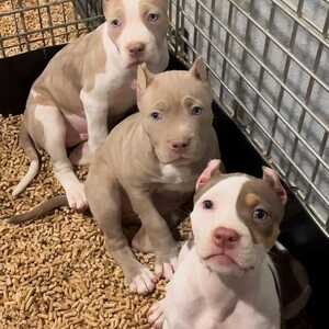 Pitbull puppies | PostAds PH
