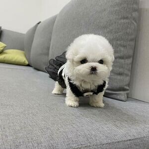Teacup Bichon frise | PostAds PH