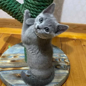 Russian Blue Kittens Whatsapp:+63-9455-189-371 Viber:+63-9455-189-371 | PostAds PH