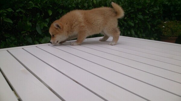 shiba inu puppies 