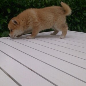 shiba inu puppies | PostAds PH