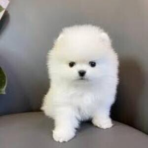 Samoyed puppies | PostAds PH