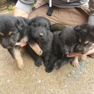 German Shepherd Puppies | PostAds PH