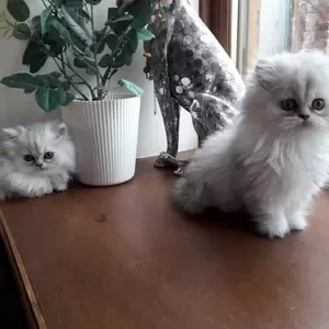 Persian kittens | PostAds PH
