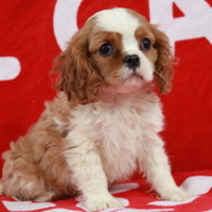 Cavalier King Charles Spaniel puppies | PostAds PH