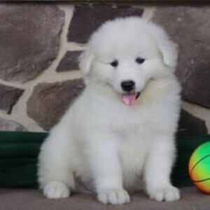 Samoyed puppies ready | PostAds PH