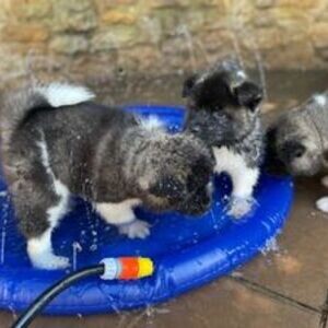 Pedigree Akita Puppies | PostAds PH