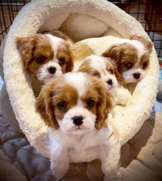 Cavalier King Charles Spaniel Puppies.
